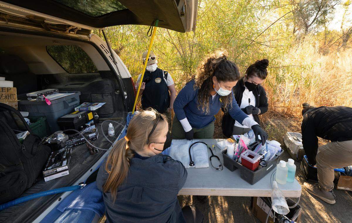 Veterinarian Deana Clifford, middle, and team from California Department of Fish and Wildlife process trapped rabbits as part of program to combat rabbit hemorrhagic disease at the San Joaquin River National Wildlife Refuge, Thursday, Oct. 24, 2024.