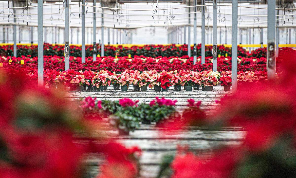 A vast selection of beautiful poinsettias can be seen at Duarte Farms, pictured here on Monday, Dec. 2, 2019, in Hughson, California.