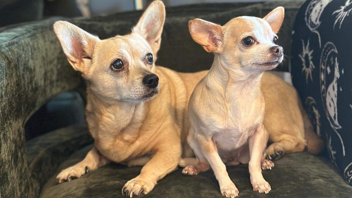 Mini and Gigi are the cute pups of reporter Maria Luisa Figueroa. Though picture perfect, they will not be entered in the competition.