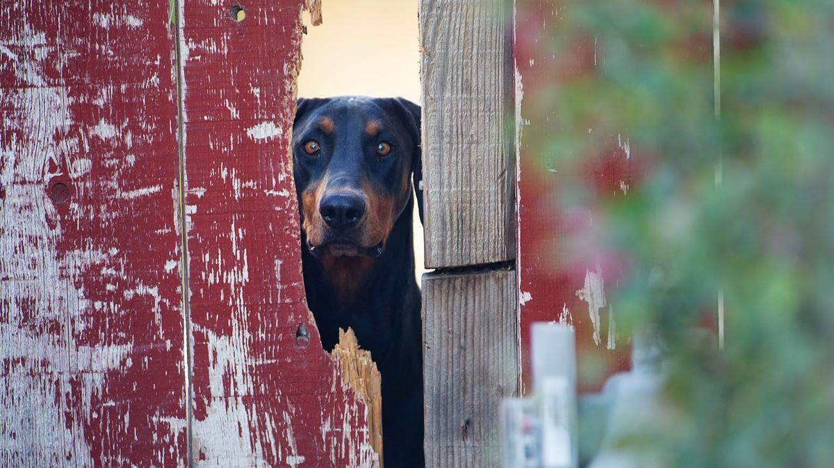 A dog looks through a broken fence in south Modesto, Calif., Saturday, Oct. 18, 2014.