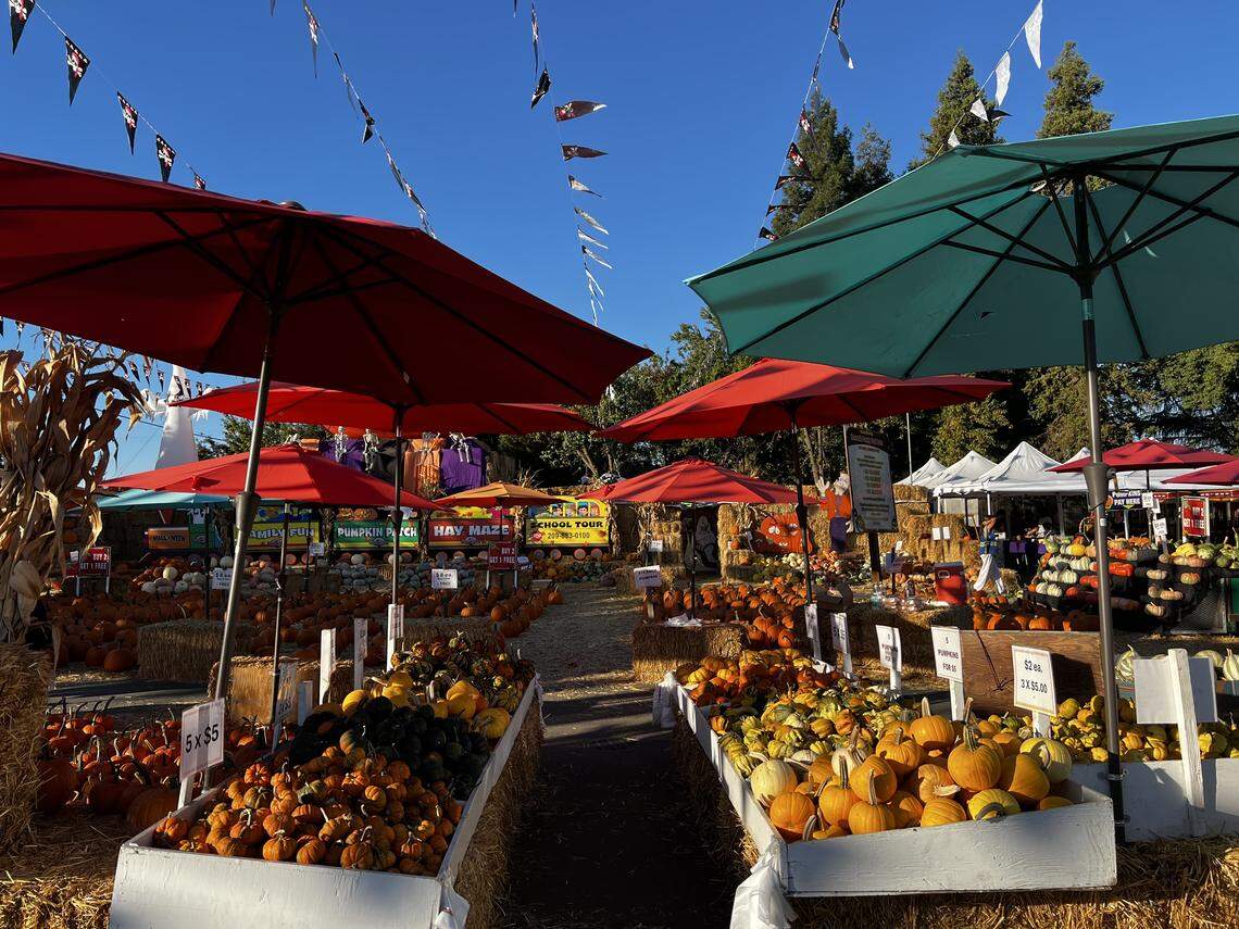 As part of The Modesto Bee’s On A Budget series, I stopped by Resendiz Family Fruit Barn to see just how much fall fun I could enjoy with only $25 to spend.