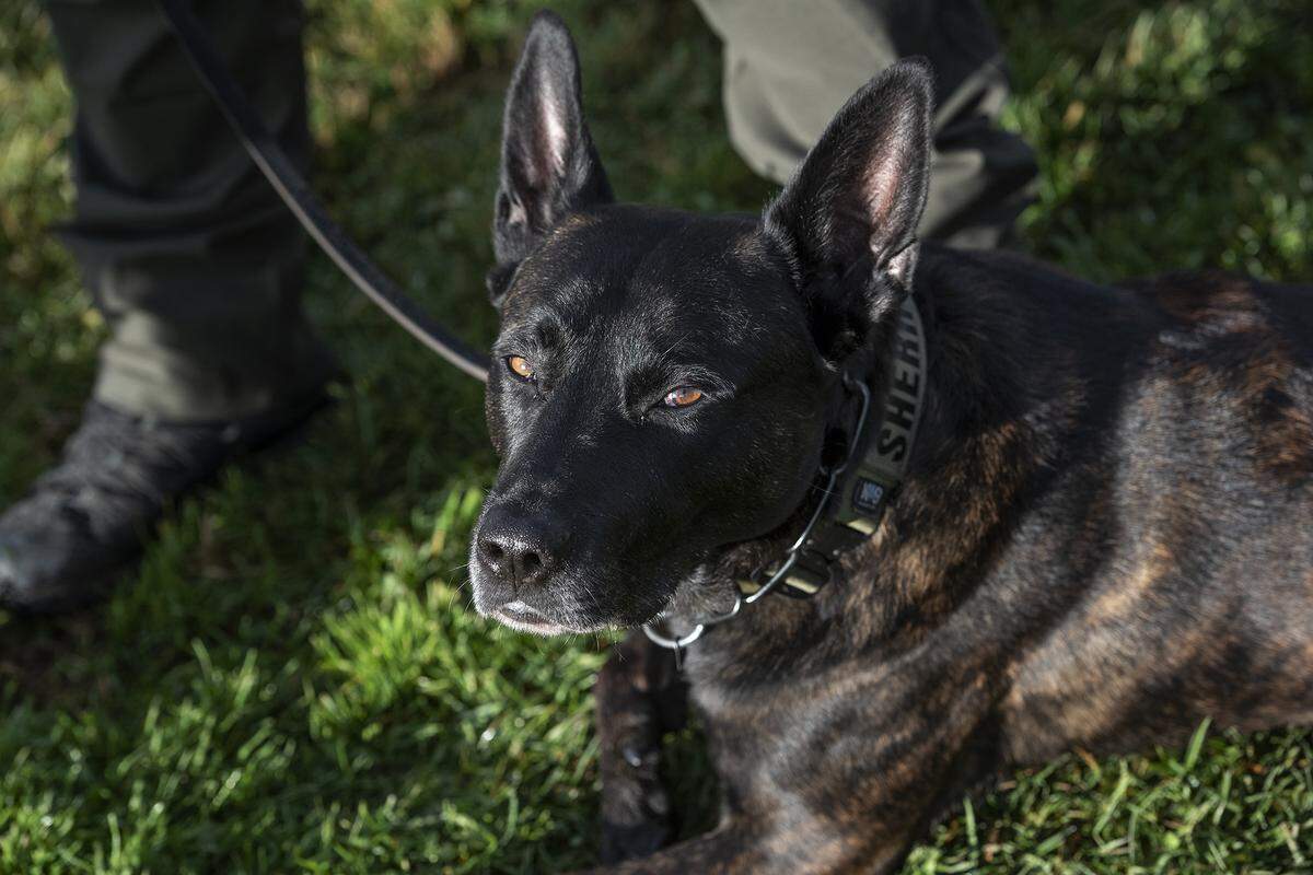 Stanislaus County Sheriff’s Deputy Michael Victorino and his K-9 partner Kuma.