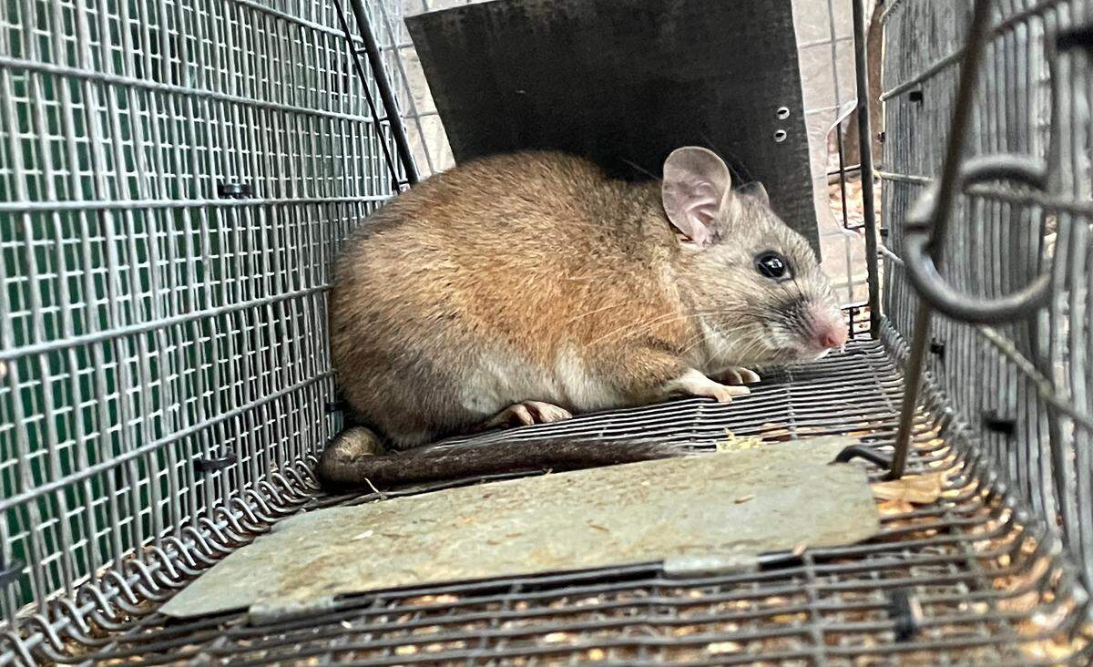 Riparian Woodrat