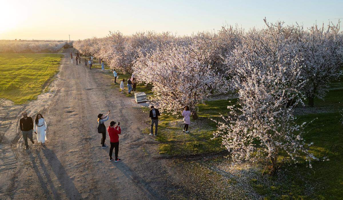 Visitors catch the last light of the day to get pictures of the blooming almond trees at Rodin Farms orchard in Modesto, Calif., Saturday, Feb. 24, 2024. Rodin Farms is one of the spots on the Almond Blossom Cruise route.