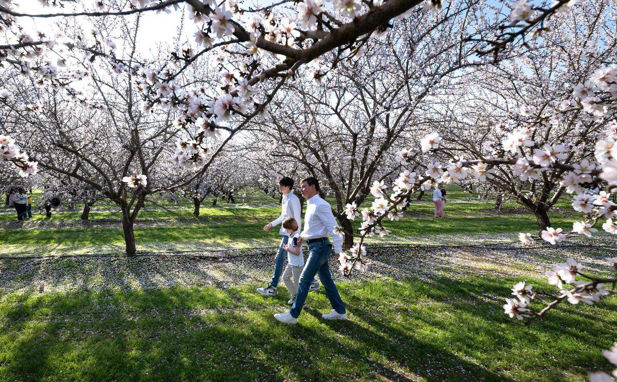 Visitors walk in the almond orchard at Rodin Farms orchard in Modesto, Calif., Saturday, Feb. 24, 2024. Rodin Farms in one of three spots on the Almond Blossom Cruise route where visitors can park their cars and walk among the blooming trees, picnic and take pictures.