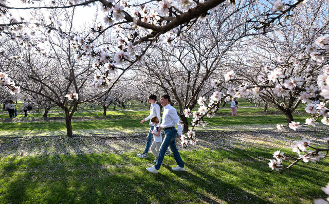 How to view almond blossoms in & near Stanislaus County CA | Modesto Bee