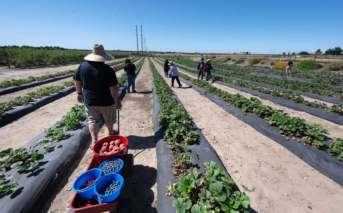 Armando Aguilar, left, and his family pick strawberries after having picked blueberries, cherries and peaches at Vanderhelm Farms in Modesto, Calif., Saturday, May 25, 2024.