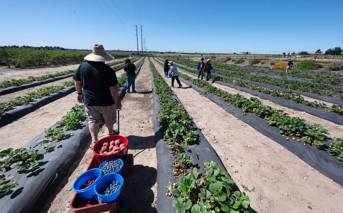 Armando Aguilar, izquierda, y su familia recogen fresas después de haber recogido arándanos, cerezas y duraznos en Vanderhelm Farms en Modesto, California, el sábado 25 de mayo de 2024.