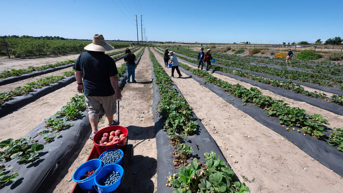 Modesto CA u-pick fruit: Is VanderHelm Farms affordable? | Modesto Bee