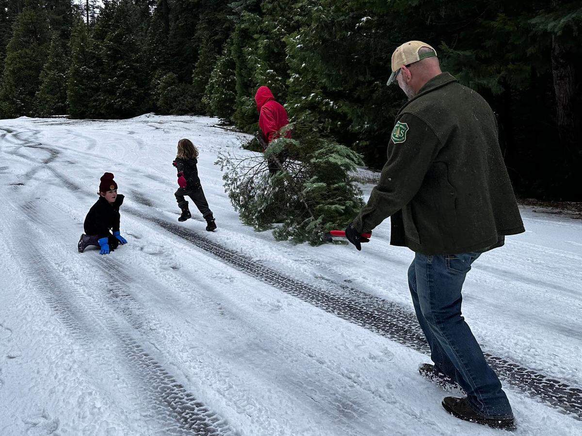 Benjamin Cossel, public affairs officer for the Stanislaus National Forest, helps his family cut a Christmas tree off Highway 4.