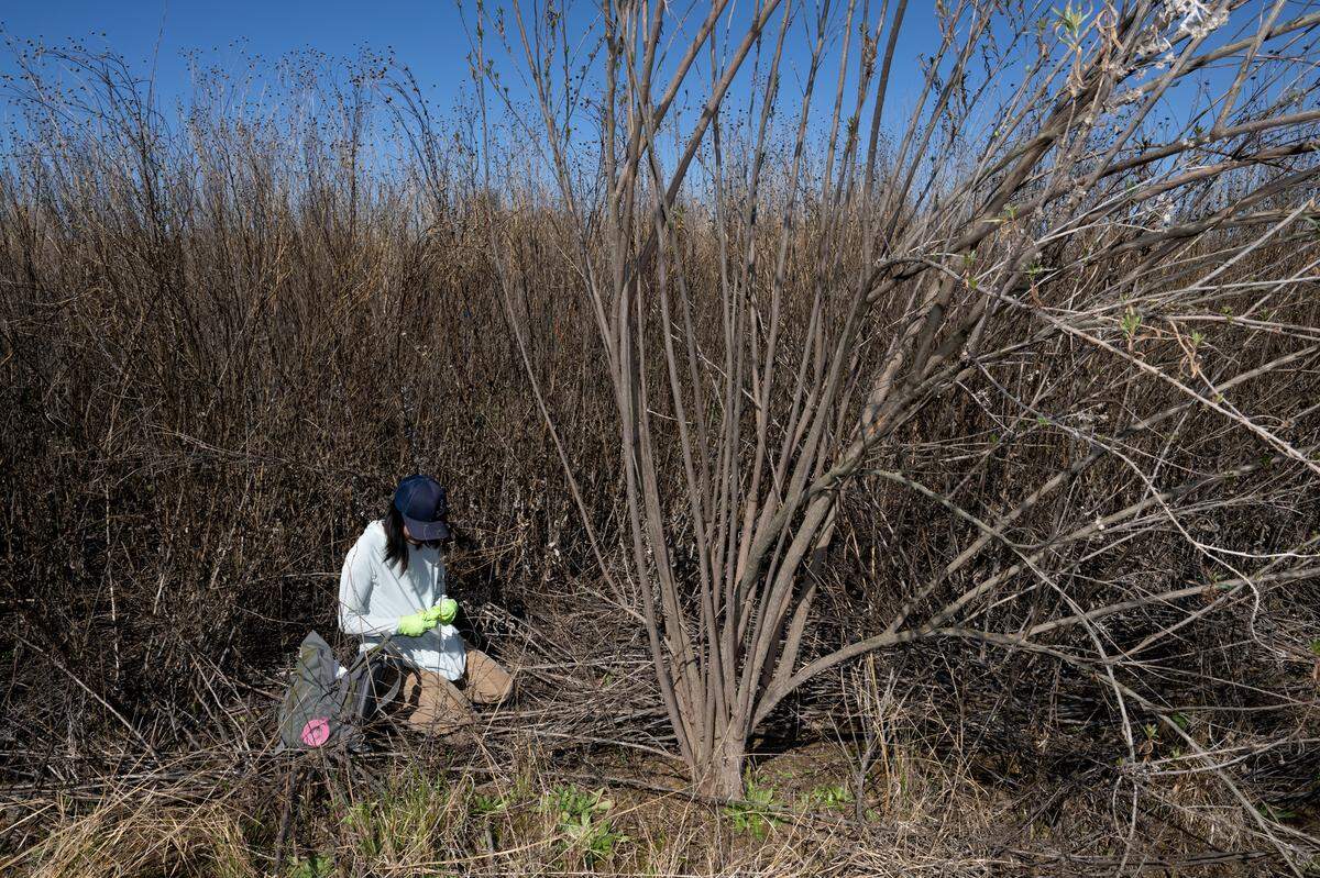 River Partners Restoration Scientist Leah Young-Chung collects soil samples for use in DNA testing at Dos Rios State Park.