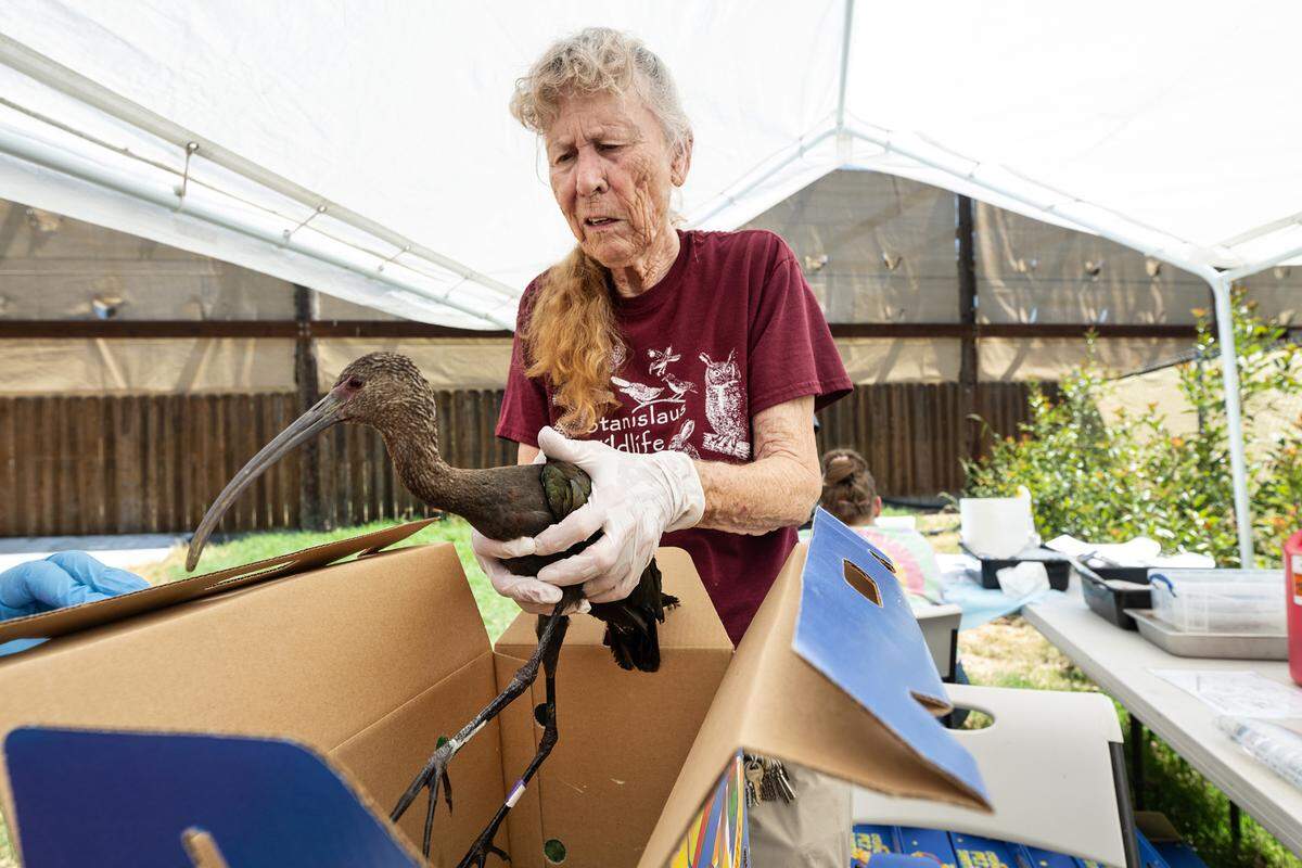 Donna Burt begins the triage process of a white-faced ibis at the Stanislaus Wildlife Care Center in Hughson, Calif., Friday, August 25, 2023. California Department of Fish and Wildlife biologists brought about 50 shorebirds to the center from Tulare Lake which is experiencing an outbreak of avian botulism. More birds will be delivered there over the next couple weeks.