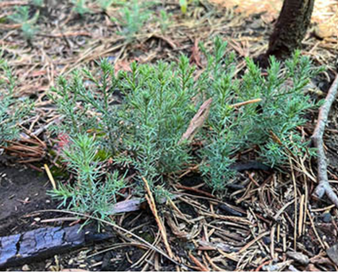 Miles de plantones de secuoya rodean ahora a Las Huérfanas en el North Grove del Calaveras Big Trees State Park.