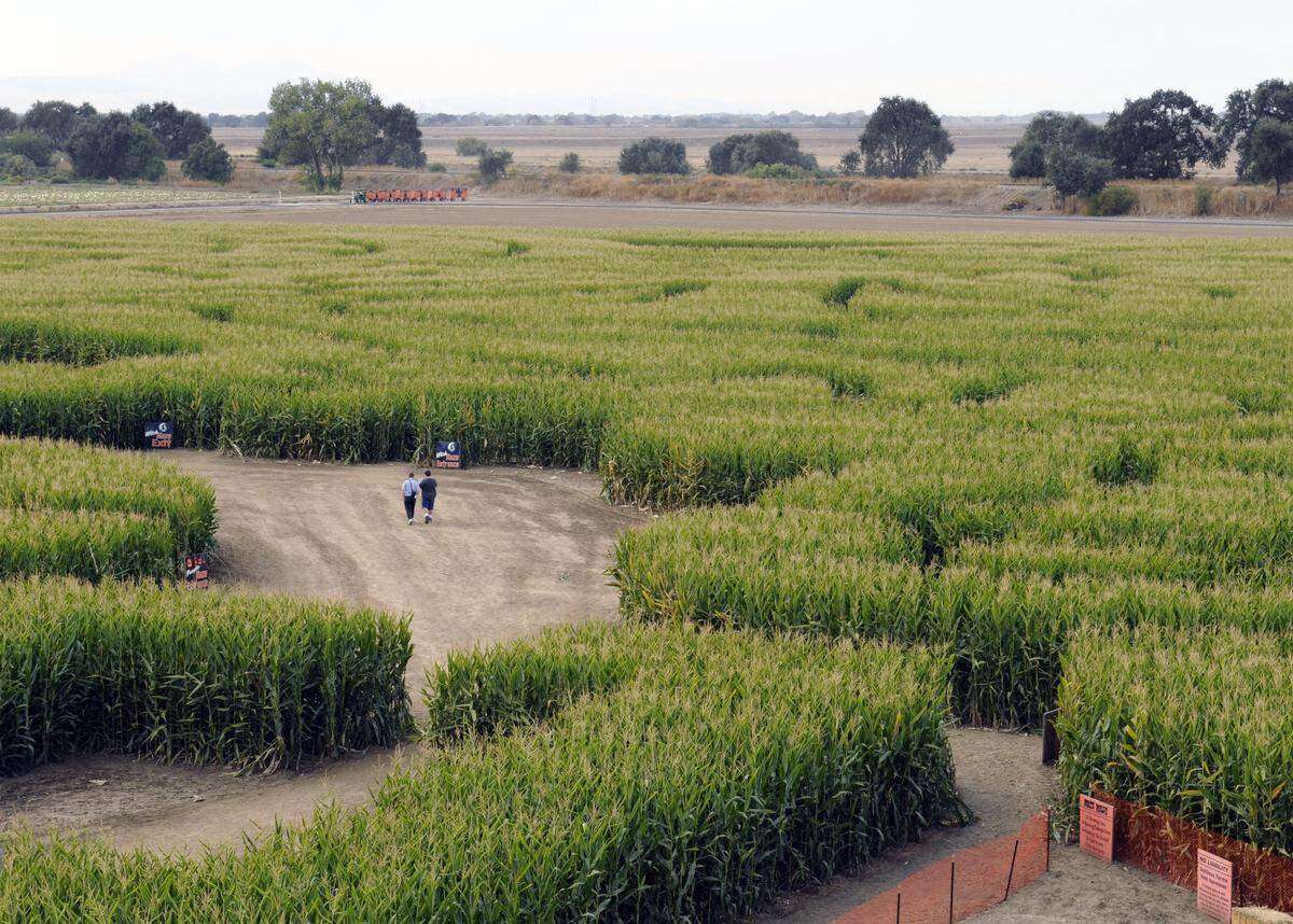 The Dell’Osso Family Farm in Lathrop will host another season of fun and festive Halloween-themed attractions including corn mazes.