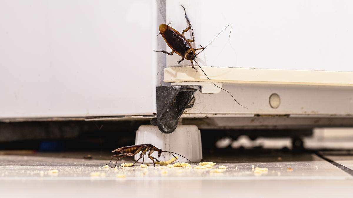 Roaches are adaptable creatures.