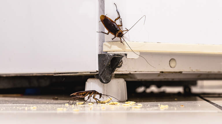 Mouse poop, flies, cockroaches, filthy kitchen & more at Wichita KS restaurants