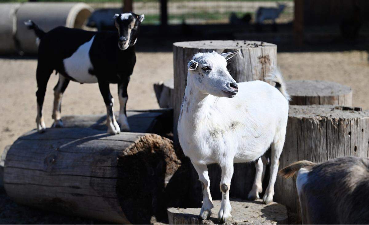 Ivy, a Nigerian dwarf goat, middle, is one breed of milking goat used in the production of goats milk soap at Mazzeltov Farms in Hughson, Calif., Wednesday, May 17, 2023.
