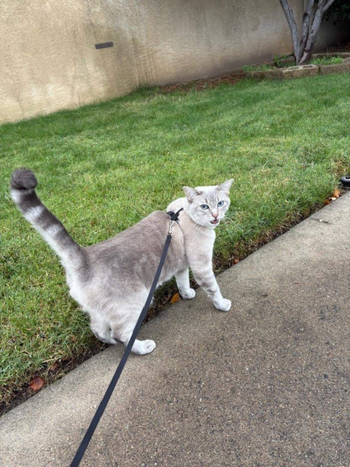 JoJo loves following Hughes around the house, greeting guests at the door and walking outdoors on a leash.