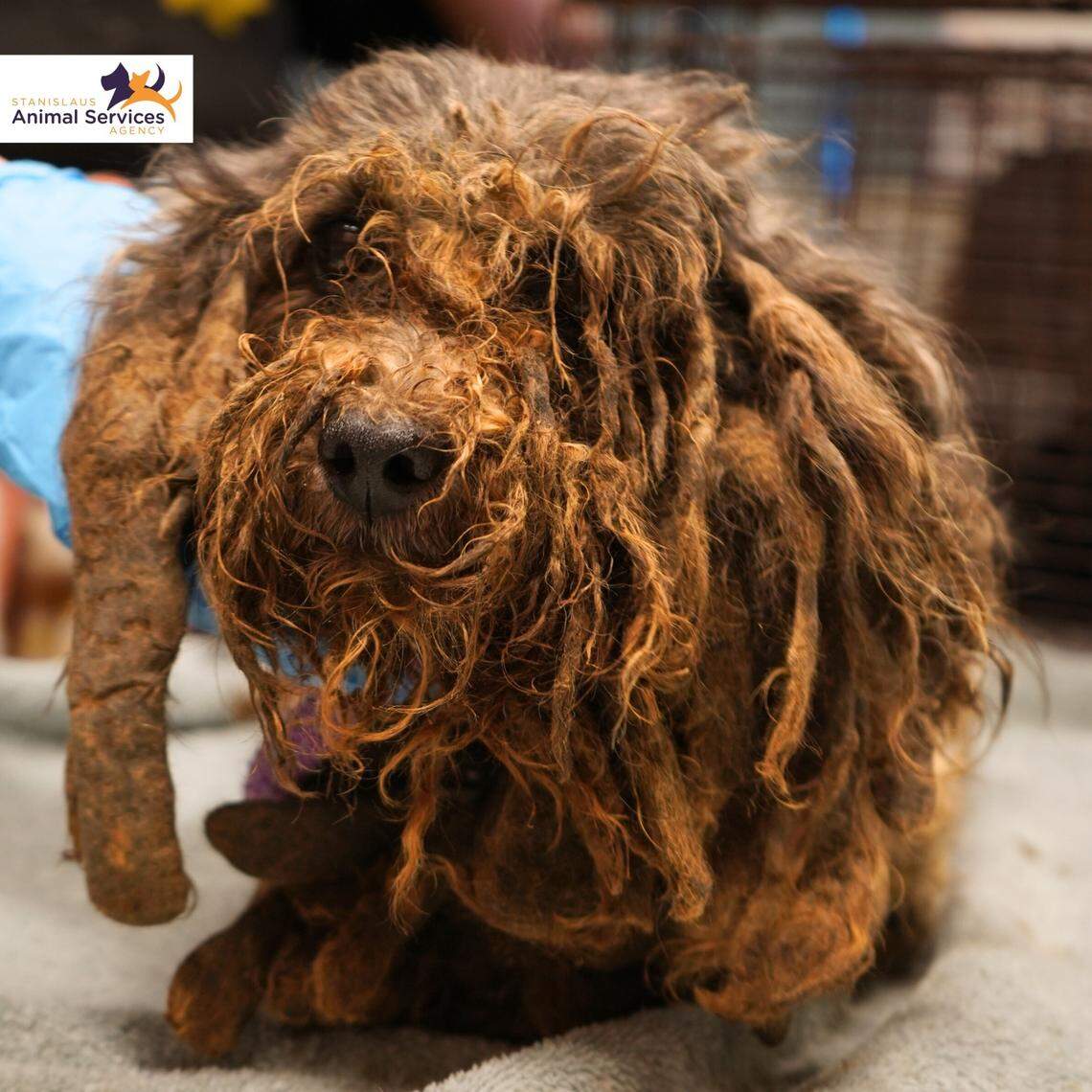 La dependencia de Servicios para Animales de Stanislaus publicó en Facebook, el miércoles 20 de marzo de 2024, imágenes de perros rescatados de una casa de Ceres el día anterior.