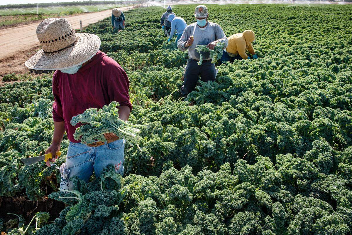 Workers harvest green kale at Ratto Bros. farm west of Modesto, Calif., on Friday, July 24, 2020.