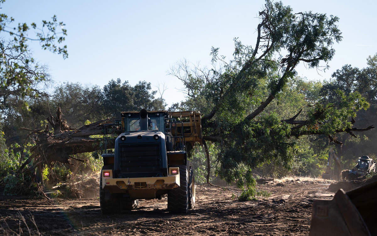 Felled trees will be used as part of the new fishery habitat along the Stanislaus River at Kerr Park in Oakdale, Calif., Tuesday, Oct. 3, 2023.