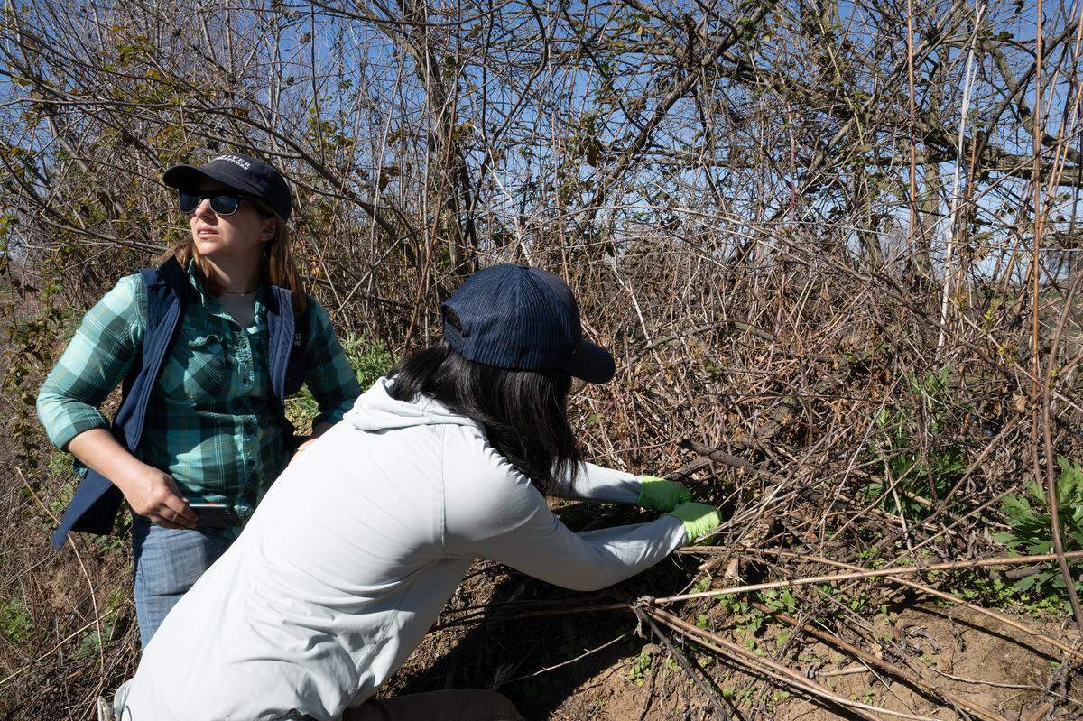 River Partners’ Haley Mirts, restoration ecologist, left, and restoration scientist Leah Young-Chung collect top soil samples at Dos Rios State Park, Wednesday, February, 26, 2025. River Partners will be taking soil samples twice a year, in the wet and dry seasons, for DNA analysis to see how diverse the restored farmland has become.