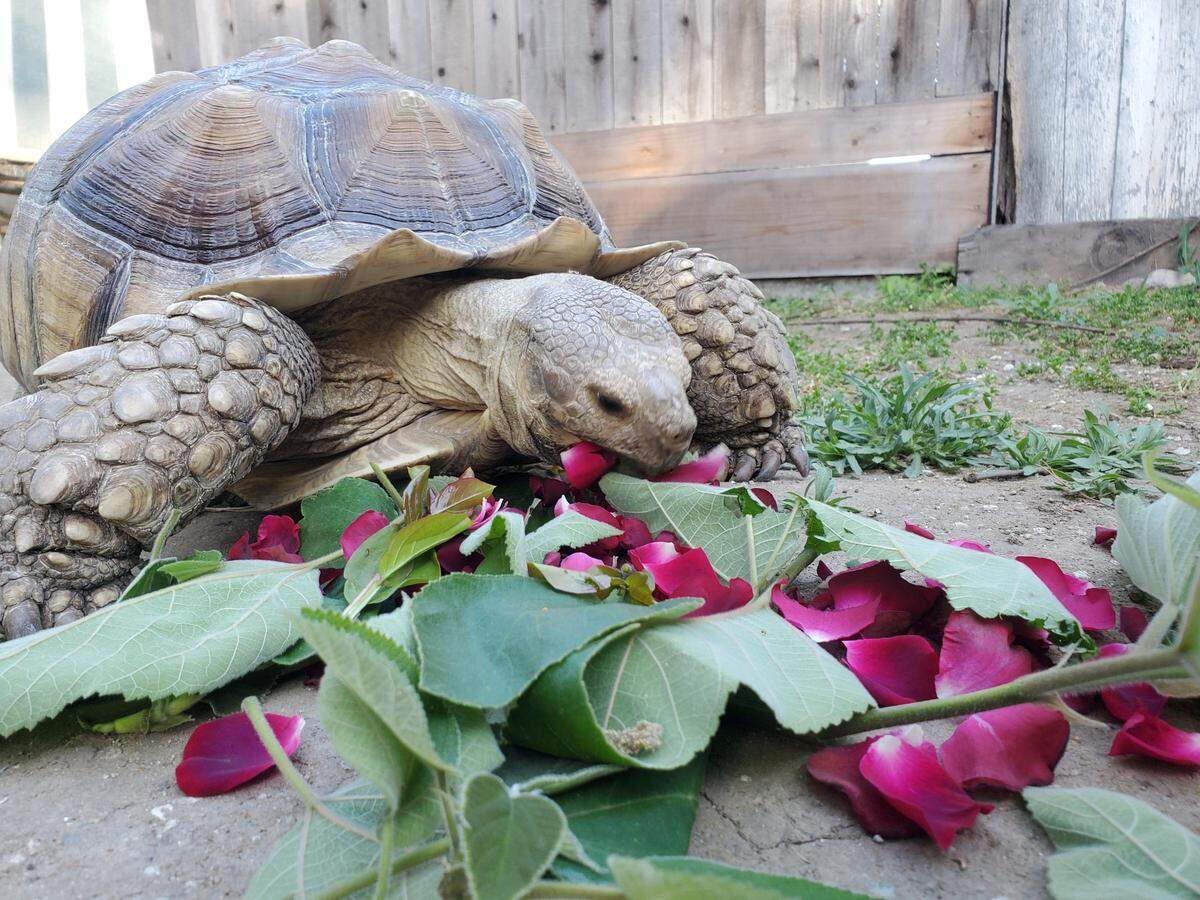 Squirt isolated in his heated box for his first 24 hours home, Goulet said. But the next day, he was back out in the yard, eating and roaming around.&nbsp;