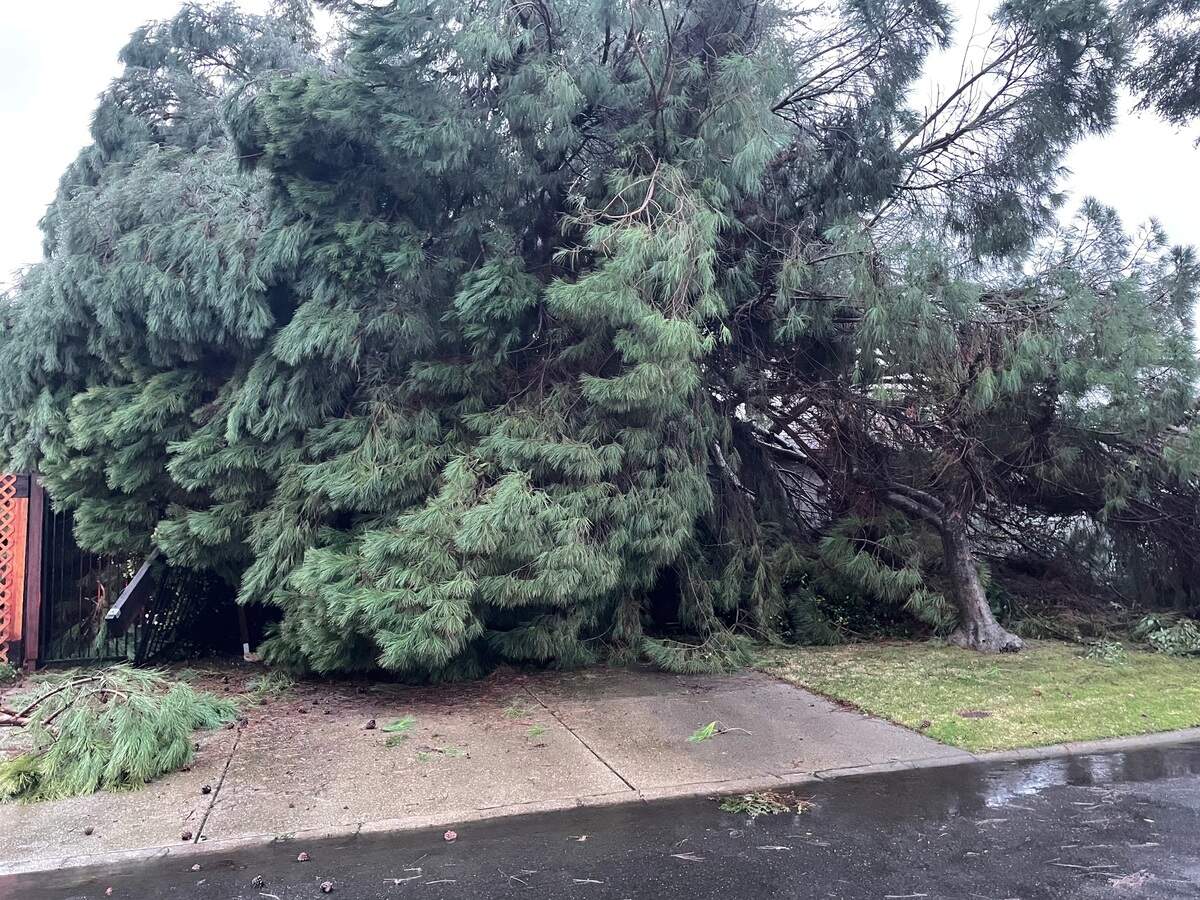 A massive conifer fell onto a home on Hawkeye Avenue in Turlock on Monday, Jan. 16, 2023, splitting it down the middle. No one was injured.
