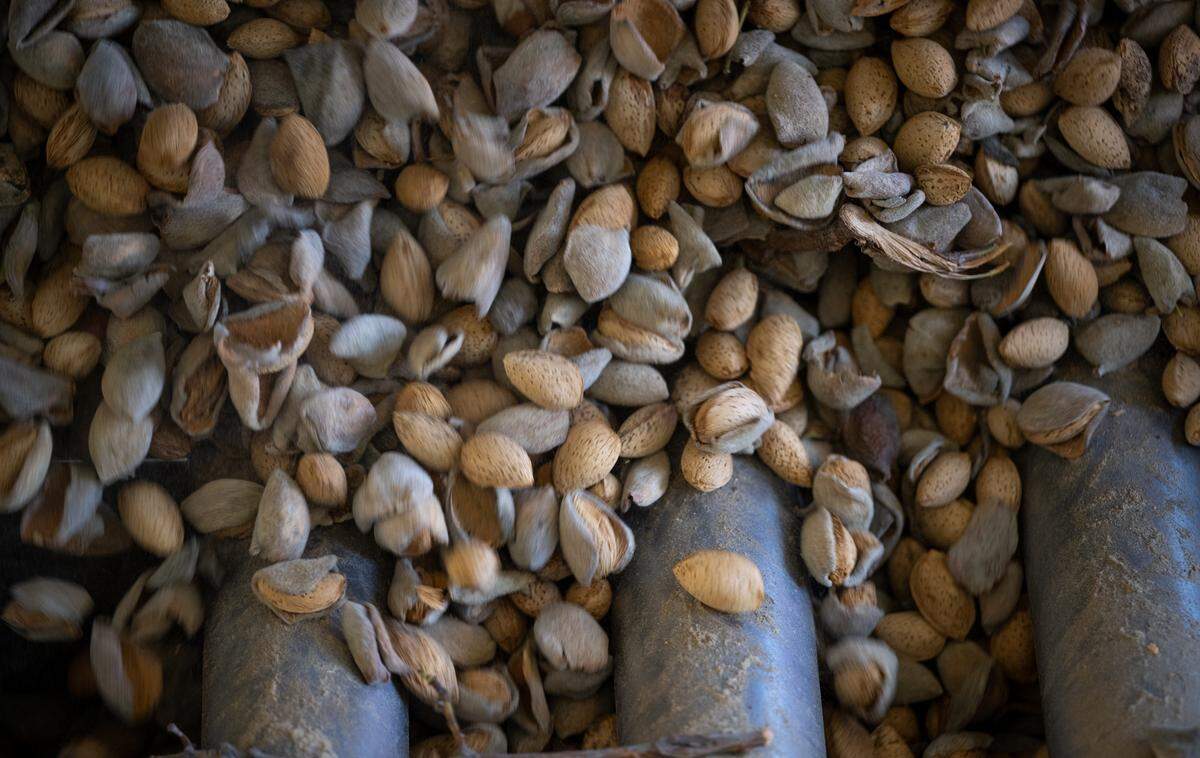 Monterey almonds are fed into the huller sheller at the Stewart and Jasper Orchards almond processing facility in Newman, Wednesday, Oct. 9, 2024.