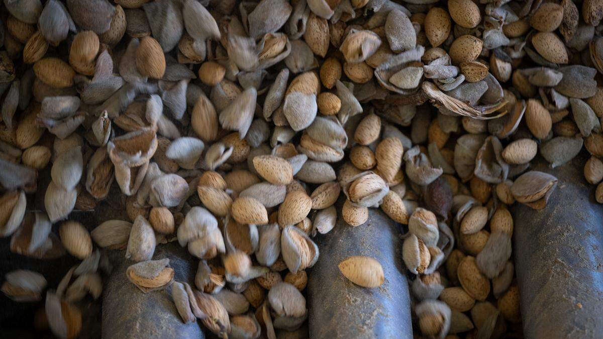Monterey almonds are fed into the huller sheller at the Stewart & Jasper Orchards almond processing facility in Newman, Wednesday, Oct. 9, 2024.