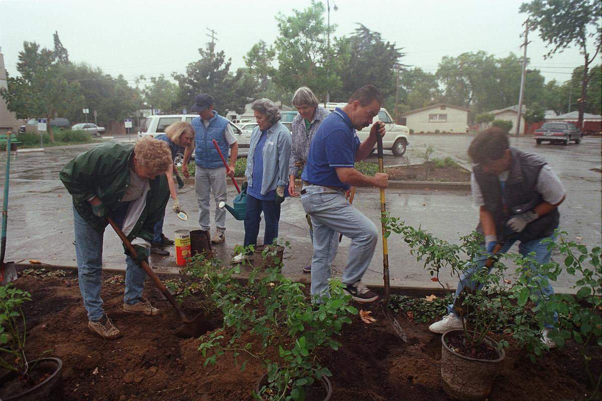 On a Saturday in October 1998, Modesto Garden Club members braved increasingly heavy rain to finish planting roses in flower beds at the Senior Citizens Center.