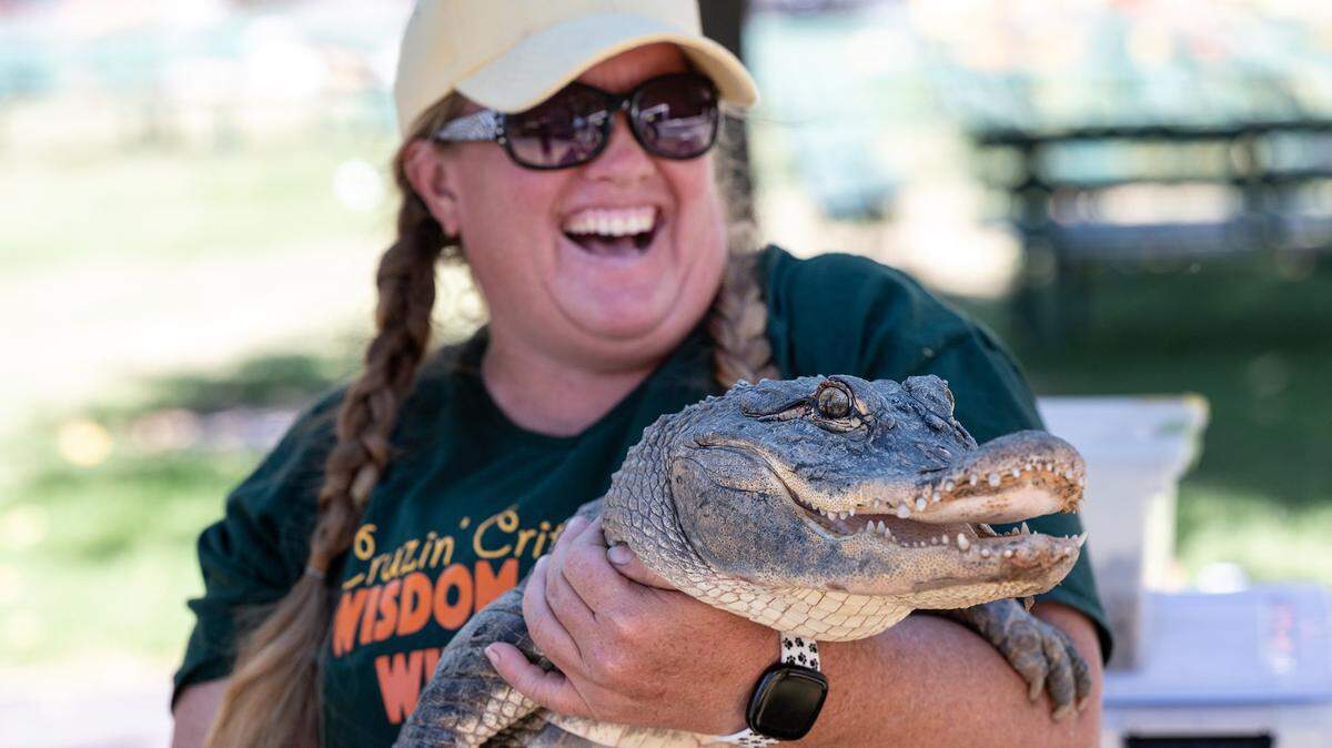 Cruzin’ Critters animal educator Jennifer Dickey holds a rescued alligator as vendors prepare for the Stanislaus County Fair in Turlock, Calif., on Thursday, July 7, 2022.