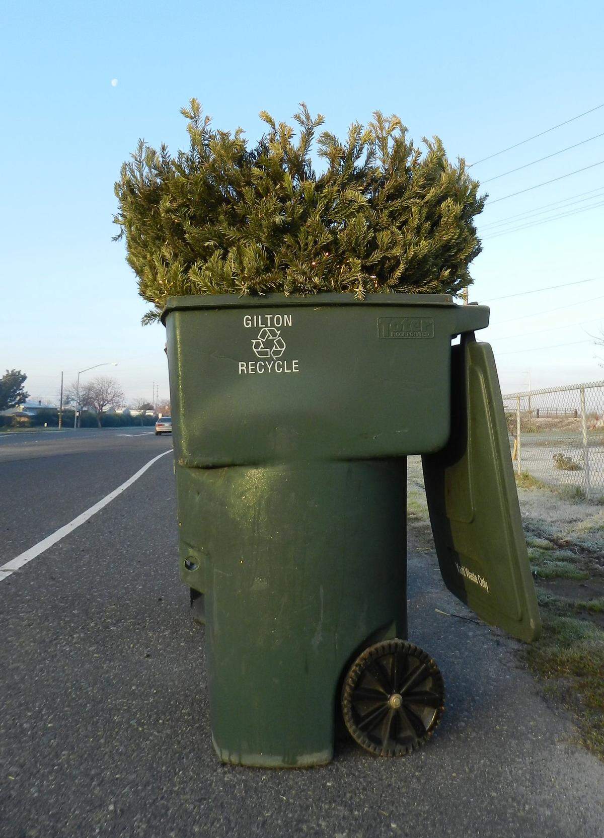 A Christmas tree rests tip-first in a recycling bin in Modesto.