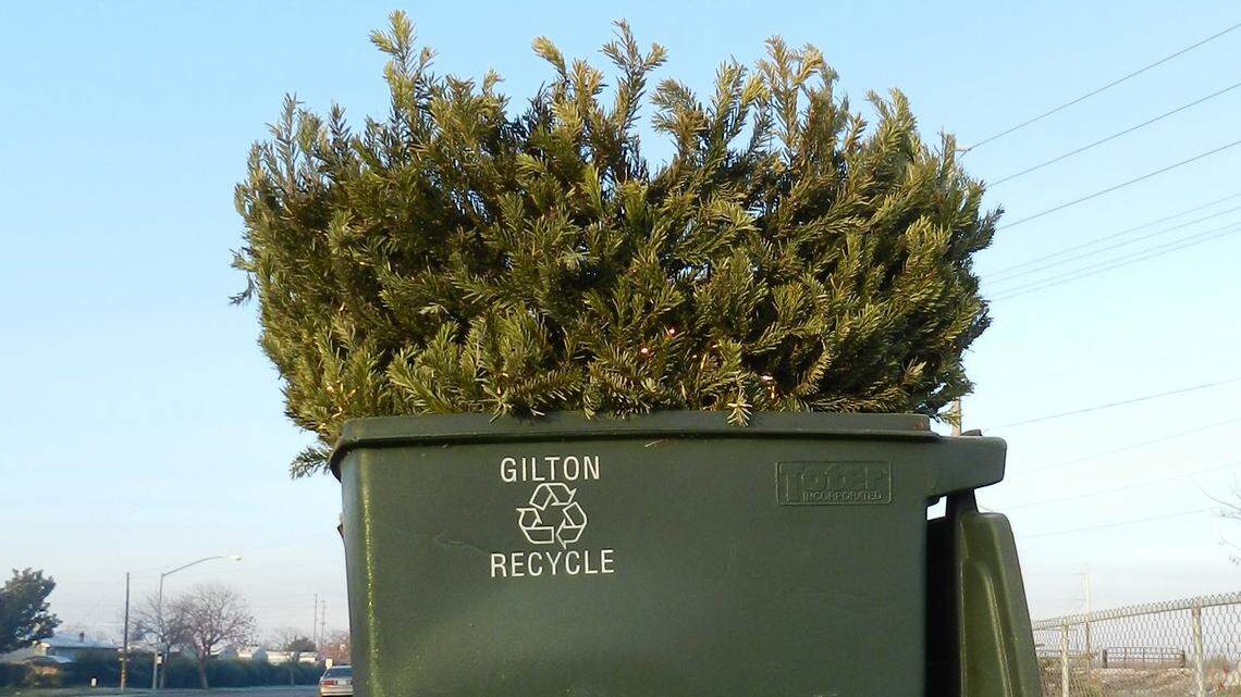 Here’s how to recycle your Christmas tree in San Luis Obispo County