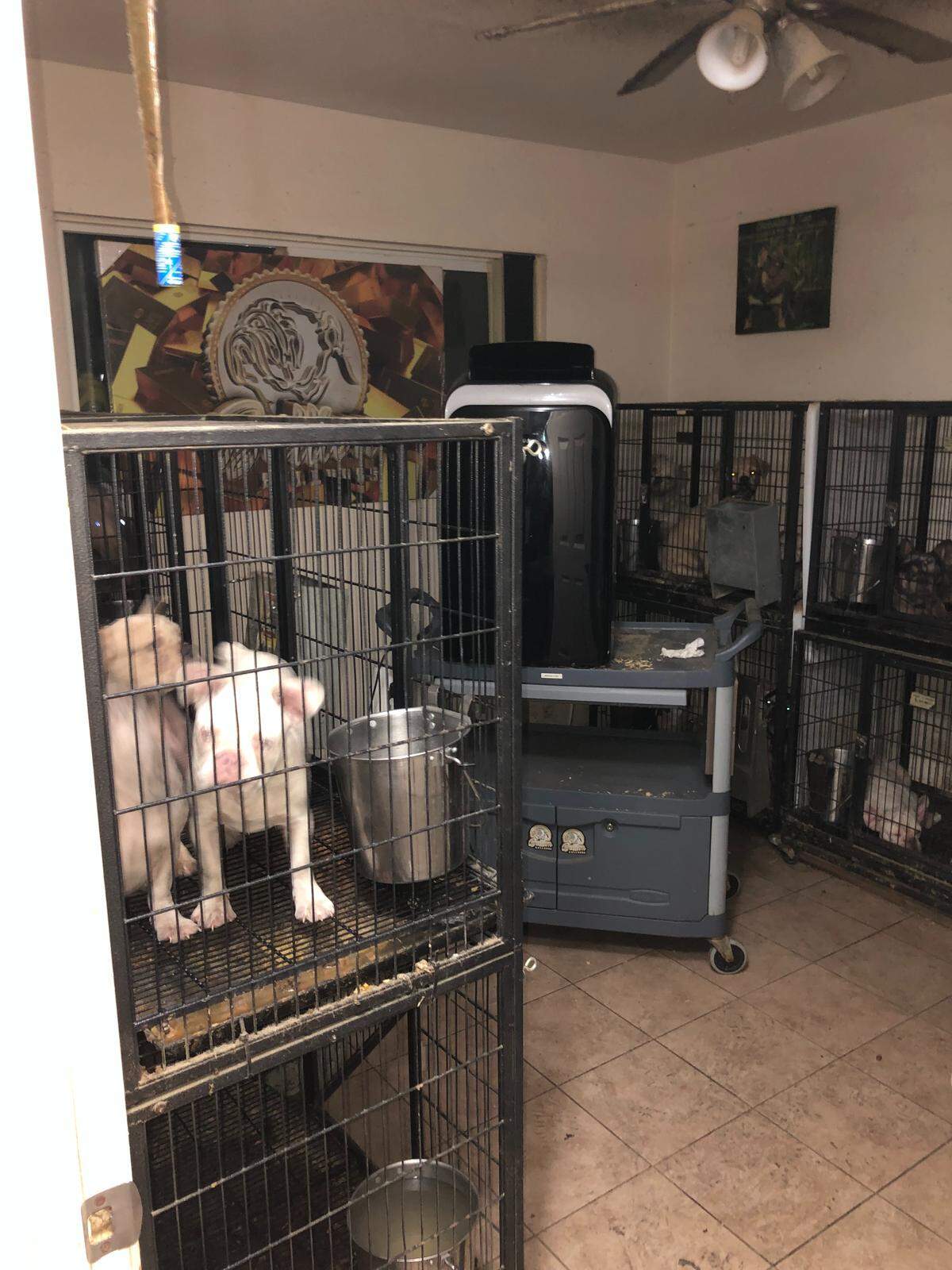 Dogs remain inside stacked cages at a Modesto home during a 2022 search that led to animal cruelty charges against the property’s occupant.
