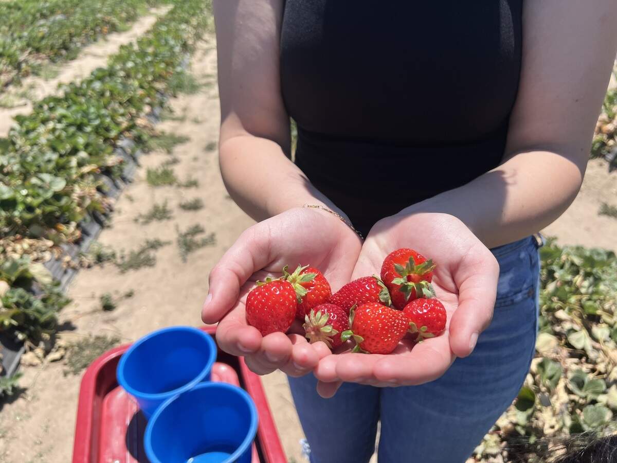 From March to August, VanderHelm Farms offers a variety of seasonal fruits and produce for visitors to pick themselves.