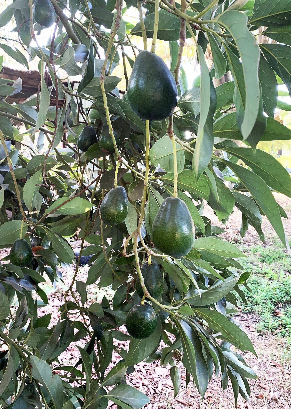 Puebla avocados on the Sexton family tree. The fruit is harvested in October.