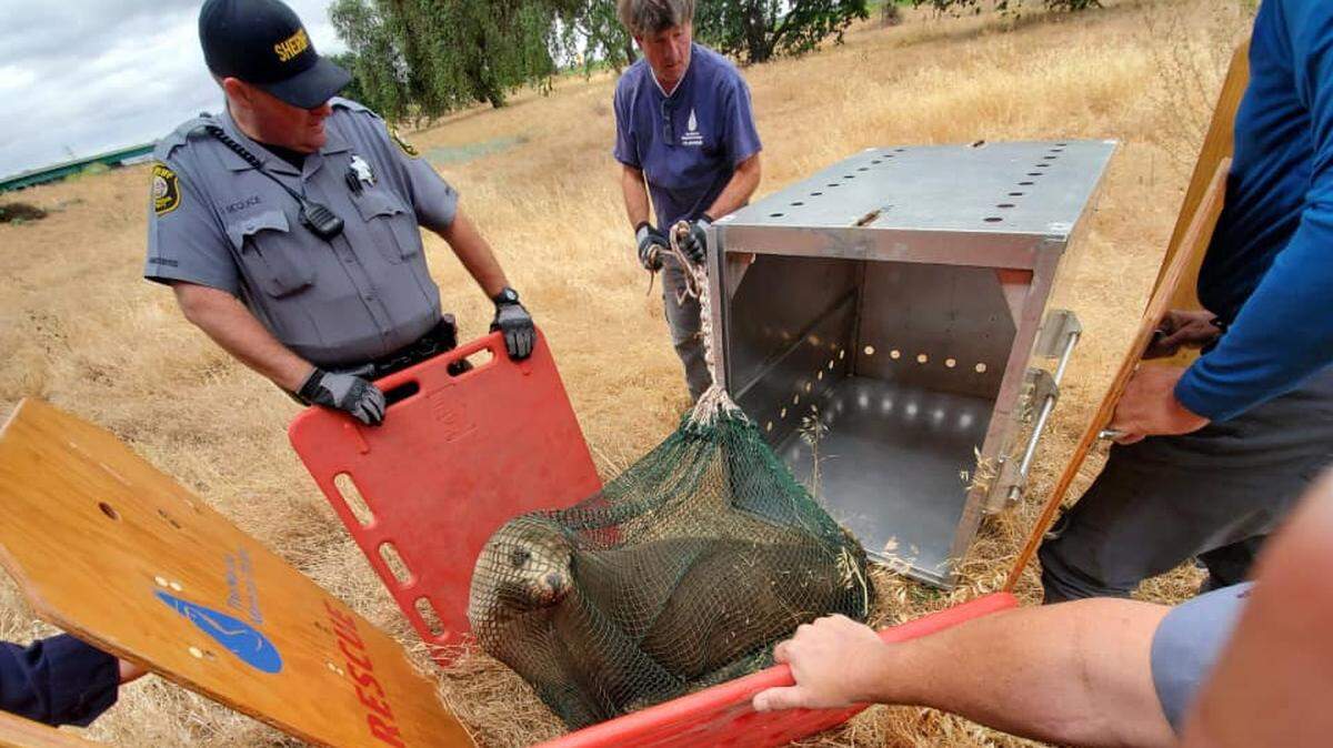 An adolescent sea lion was rescued off Interstates 5/205 near the San Joaquin River in San Joaquin County on Sunday, May 17, 2020.