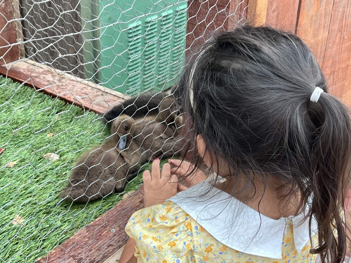 The petting zoo at the Stanislaus County Fair allows kids to get up close with rabbits, ducks, goats, pigs and chickens.
