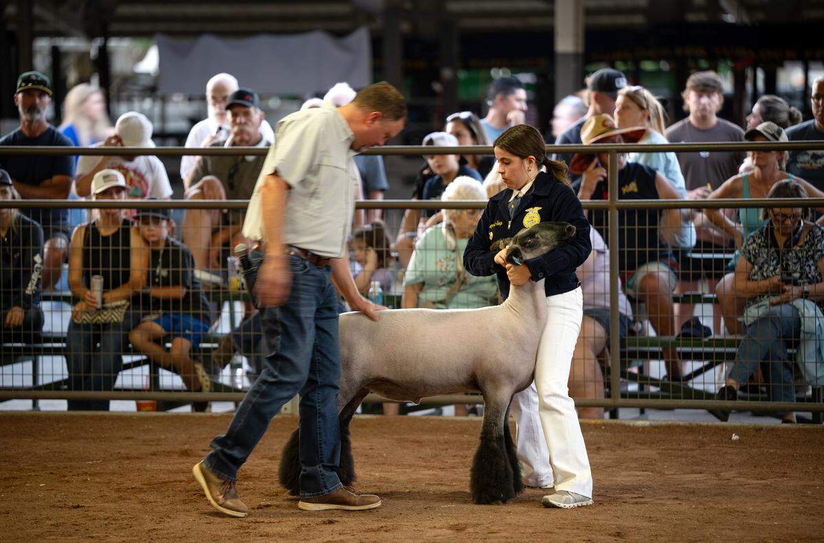 Downey High FFA member Hayli McDonald Serpa shows her natural heavy weight sheep at the Stanislaus County Fair in Turlock, Monday, July 14, 2025. McDonald Serpa was crowned champion.