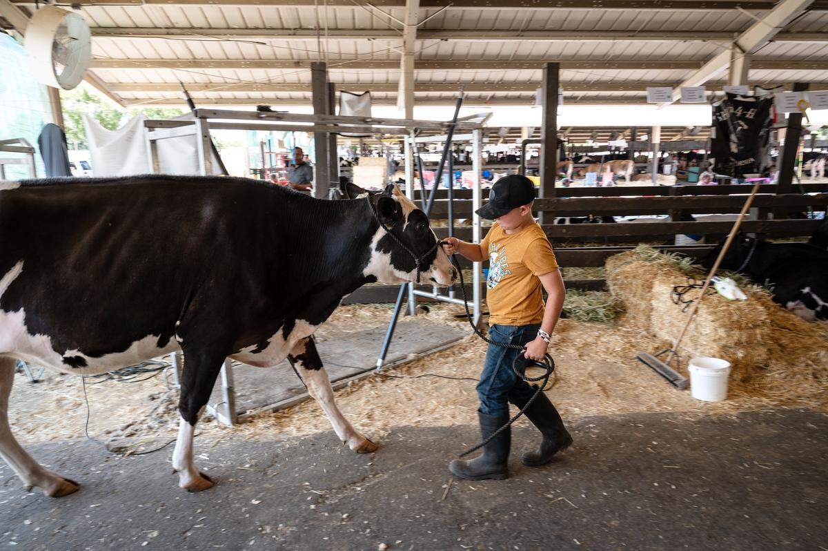 Shiloh 4-H member Frankie Borba, 10, and his holstien dairy cow try and stay cool in the shade of the barns at the Stanislaus County Fair in Turlock on July 9, 2021. 