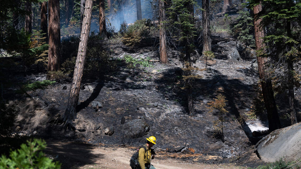 After wildfires, Park Service needs to trust nature and let it restore itself | Opinion