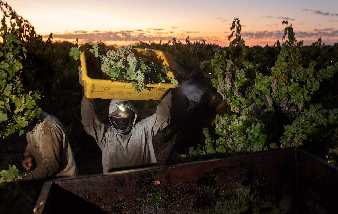 Una cuadrilla cosecha uvas de vino blanco durante las primeras horas de la mañana en Acampo, California, el lunes 5 de septiembre de 2022.