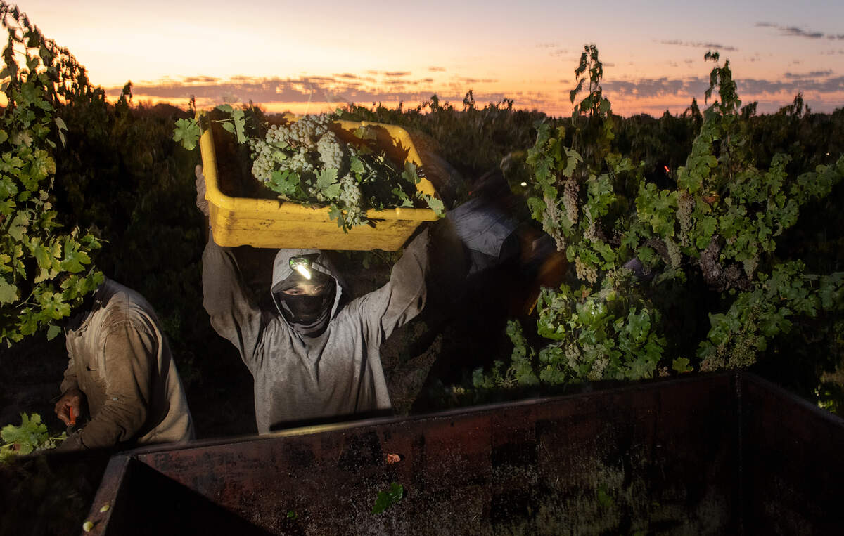 A crew harvests white wine grapes during the early morning hours in Acampo, Calif., on Monday, Sept. 5, 2022.