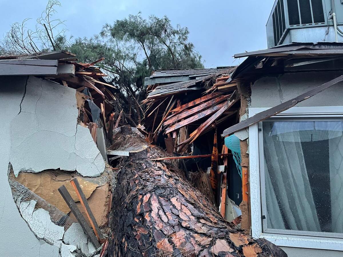 A massive conifer fell onto a home on Hawkeye Avenue in Turlock on Monday, Jan. 16, 2023, splitting it down the middle. No one was injured.