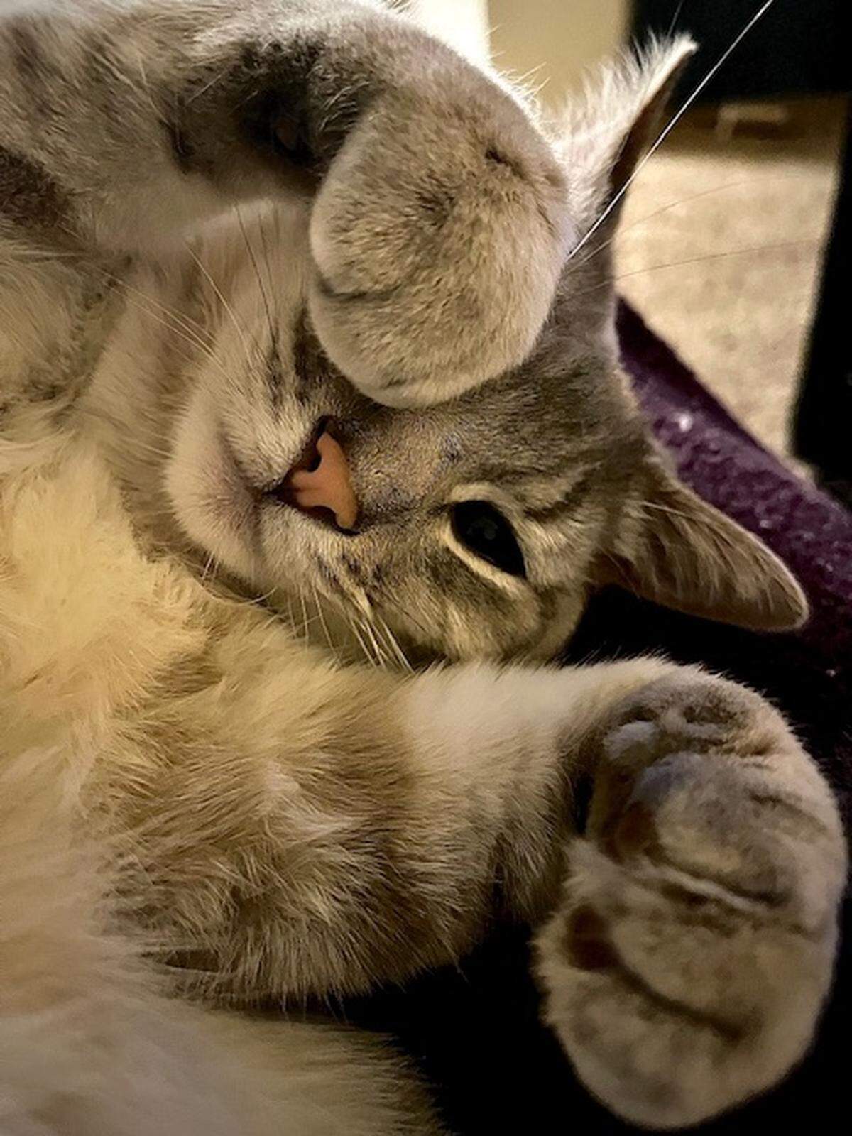 JoJo, a lynx point Siamese from Modesto, claimed the top spot in The Bee’s pet photo contest.