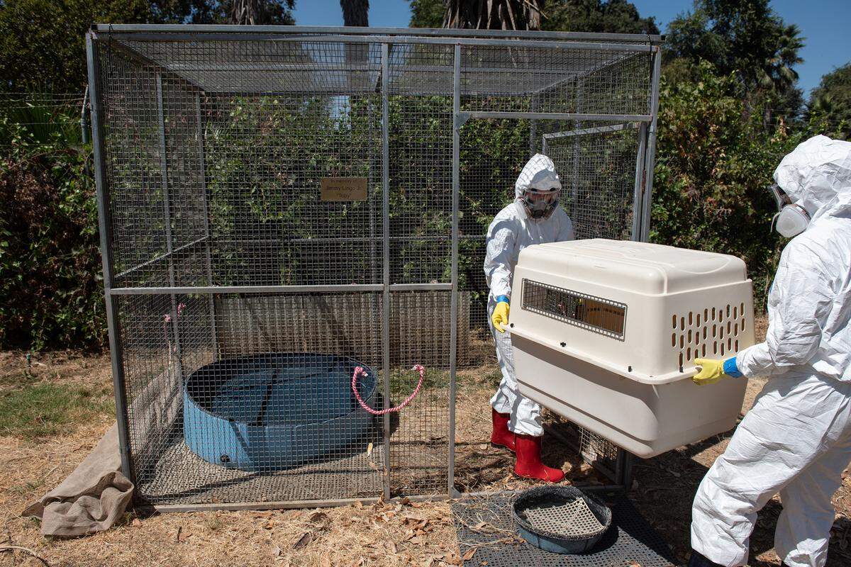 Wildlife manger Veronica Sandow and animal care coordinator, Alyssa Washburn, transfer 2-month-old mallard ducks to a temporary outdoor enclosure. The staff at the Stanislaus Wildlife Care Center is taking strict precautions against spreading avian flu at the facility after 2 geese tested positive for the H5N1 bird flu. Photographed in Hughson, Calif., on Wednesday, August 31, 2022.