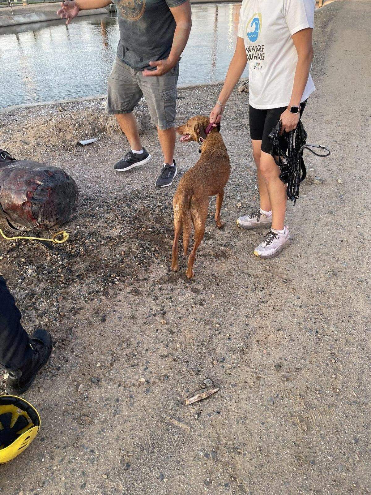 Dog rescued from a Modesto canal.