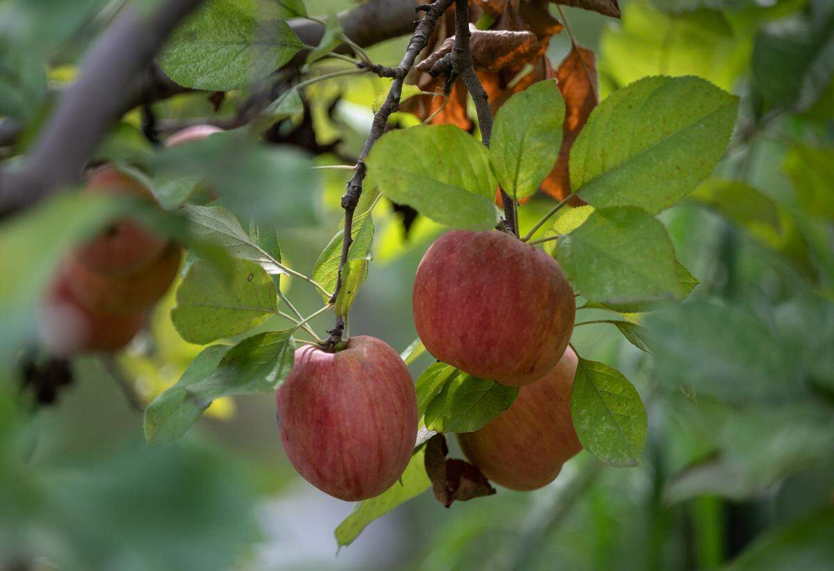 Lucky You Orchards allows guests to come and walk the orchard and pick their own apples in Ripon, Calif., on Saturday, September 10, 2022.