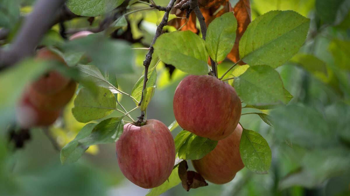 If you’re in the fall mood and looking to pick fresh apples or visit the pumpkin patch, we’ve rounded up two places near Lexington that offer autumn farm fun.
